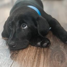 Golden Retriever and Labrador Retriever Puppies from All Around Retrievers