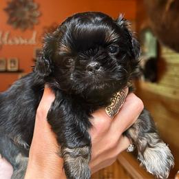 Chocolate Chip - Black and tan male Shih Tzu puppy in Nekoosa, Wisconsin from Brox Acres House of Fur LLC