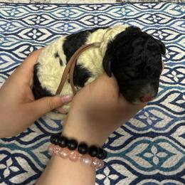 Thumper - Black and white male Sheepadoodle puppy in Chesapeake, Virginia from Doodle-Cove