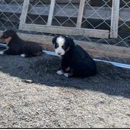 Miniature Australian Shepherd Puppies from Strawberry Mountain Mini Aussies
