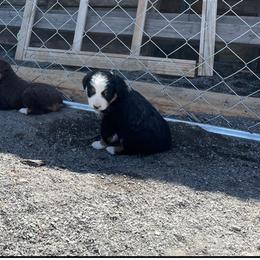 Miniature Australian Shepherd Puppies from Strawberry Mountain Mini Aussies