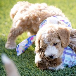 Poodle Puppies from Doodle Puppy Parti