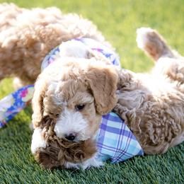 Poodle Puppies from Doodle Puppy Parti