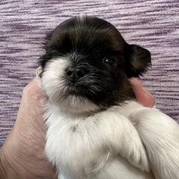 Tricolor boy - Shih Tzu puppy from Southern Sass Shih Tzu