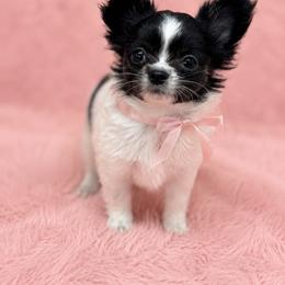 Poppy - Black and white female Chihuahua puppy in Smyrna, Georgia from GeorgiasChihuahuas