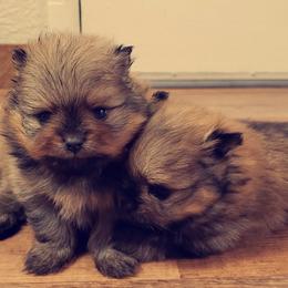French Bulldog and Pomeranian Puppies from Purrs N Poms