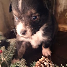 Jack BTM - Black tri-color male Australian Shepherd puppy in Salem, Arkansas from Patchwork Kennels