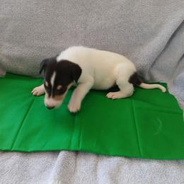Frost Temp Hold - White male Collie puppy in St Stephens, Wyoming from Desert Kennels