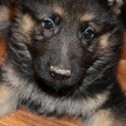 German Shepherds from Rachelle's Pups