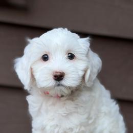 Ruby (Pink Collar) - Apricot female Australian Labradoodle puppy in Mount Gilead, North Carolina from Tillery Labradoodles