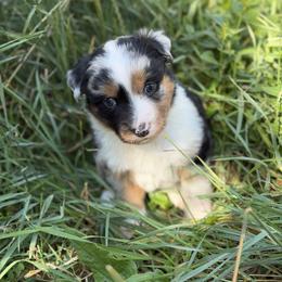 Harbor - Blue merle male Miniature American Shepherd puppy in New Mexico from Von Südwest German Shepherds and Mosaic Mini American Shepherds