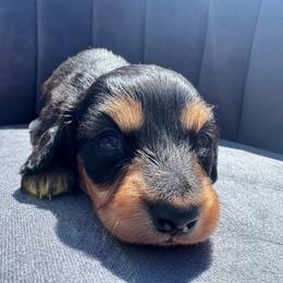 Blake - Black and tan male Dachshund puppy in Knoxville, Tennessee from East TN Dachshunds