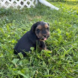 Boy 1 - Blue and gold male Yorkshire Terrier puppy in Marion, Indiana from Brandon's Yorkshire Terriers