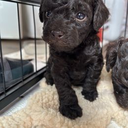 Zeus - Brown male Poodle puppy in Blanchard, Oklahoma from Teresa’s Fur Babies