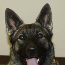 Norwegian Elkhounds from Windy City Elkhounds