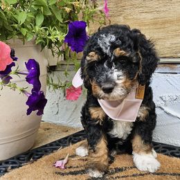 Huckleberry - Tri-color male Bernedoodle puppy in Decatur, Georgia from So Adoodable