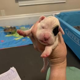 Boy 5 - Boxer puppy in Colorado Springs, Colorado from Premier Puppies