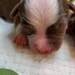 Miniature Australian Shepherd Puppies from Barnyard Mini Aussies
