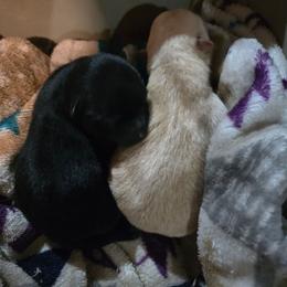 Black boy - Black male Schipperke puppy in Alcester, South Dakota from Dakota Dreamin Schipperkes
