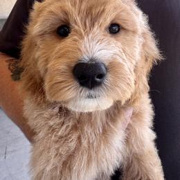 Bernedoodle and Goldendoodle Puppies from Wroth's Paws