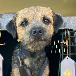 Border Terriers and Jack Russell Terriers from Cedar Run Border terriers