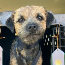 Border Terriers and Jack Russell Terriers from Cedar Run Border terriers
