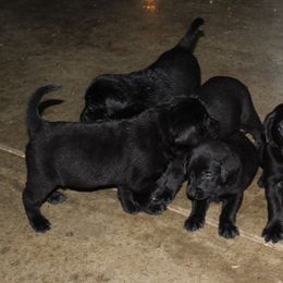 German Shepherd and Labrador Retriever Puppies from RJS Kennels