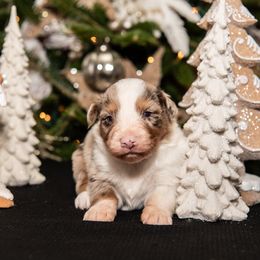 Rhodes - Red merle male Australian Shepherd puppy in Harmony, North Carolina from Fox Aussies