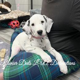 Dalmatian Puppies from Rainier DALS LUA Dalmatians of Washington
