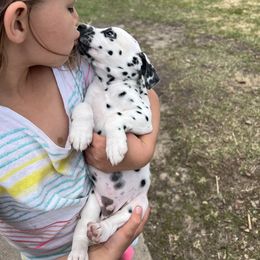 Pluto - White and black Dalmatian puppy in Motley, Minnesota from Dynasty Paws