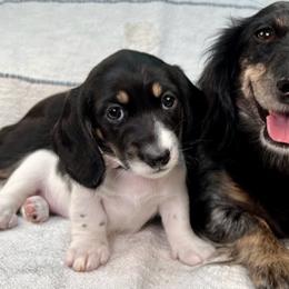 Malibu - Dachshund