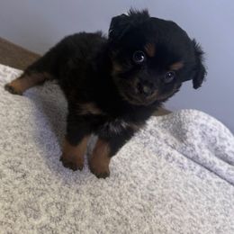 Moana - Black tri female Miniature Australian Shepherd puppy in Liberty, Mississippi from Liberty Oaks Aussies and Dachshunds