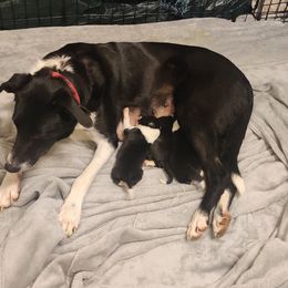 Border Collie Puppies from WRC Farms