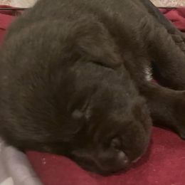 Labrador Retriever Puppies from Spellcast Labradors
