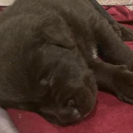 Labrador Retriever Puppies from Spellcast Labradors