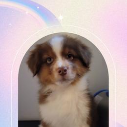 Ariel - Red tri-color male Australian Shepherd puppy in Pottstown, Pennsylvania from Daffodil Australian Shepherds