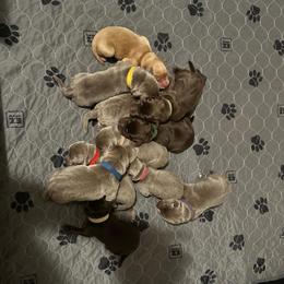 Yellow collar - Silver female Dilute Retriever puppy in Douglass, Kansas from JP Kennels, LLC