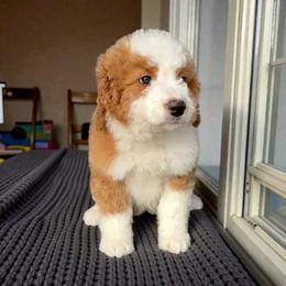 Sasha - Red female Bernedoodle puppy in Tucson, Arizona from Adored Poodle & Doodles