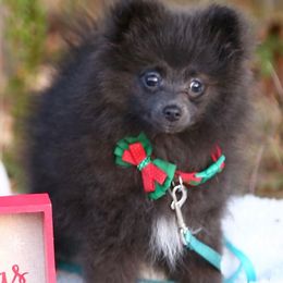 Pomeranian Puppies from Partain Poms