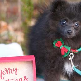 Pomeranian Puppies from Partain Poms