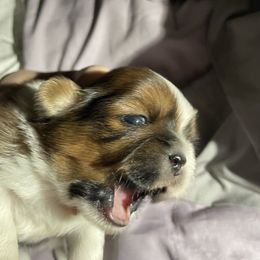 Shih Tzu Puppies from Lauri's Shih Tzus