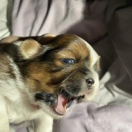 Shih Tzu Puppies from Lauri's Shih Tzus
