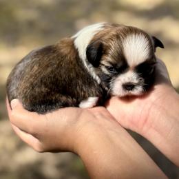 Girl 1 - Red and white female Shih Tzu puppy in Waco, Texas from Shih Tzus To Love