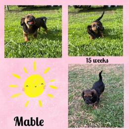 Dachshund puppies from Whitesboro Dachshund