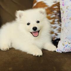 American Eskimo Dog Puppies from Brookside Eskies