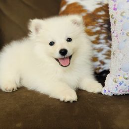 American Eskimo Dog Puppies from Brookside Eskies