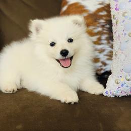 American Eskimo Dog Puppies from Brookside Eskies