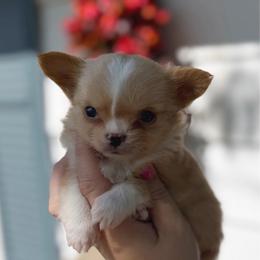 Bruiser - Fawn and white male Chihuahua puppy in Harrison, Michigan from Cloud9 Chihuahuas