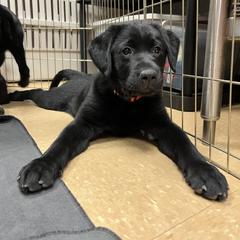 Working Dog Cross Puppies from Happy Hartz