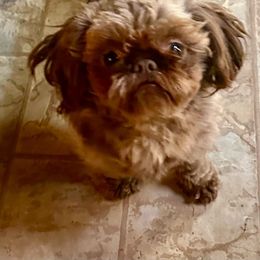 Mattie - Shih Tzu